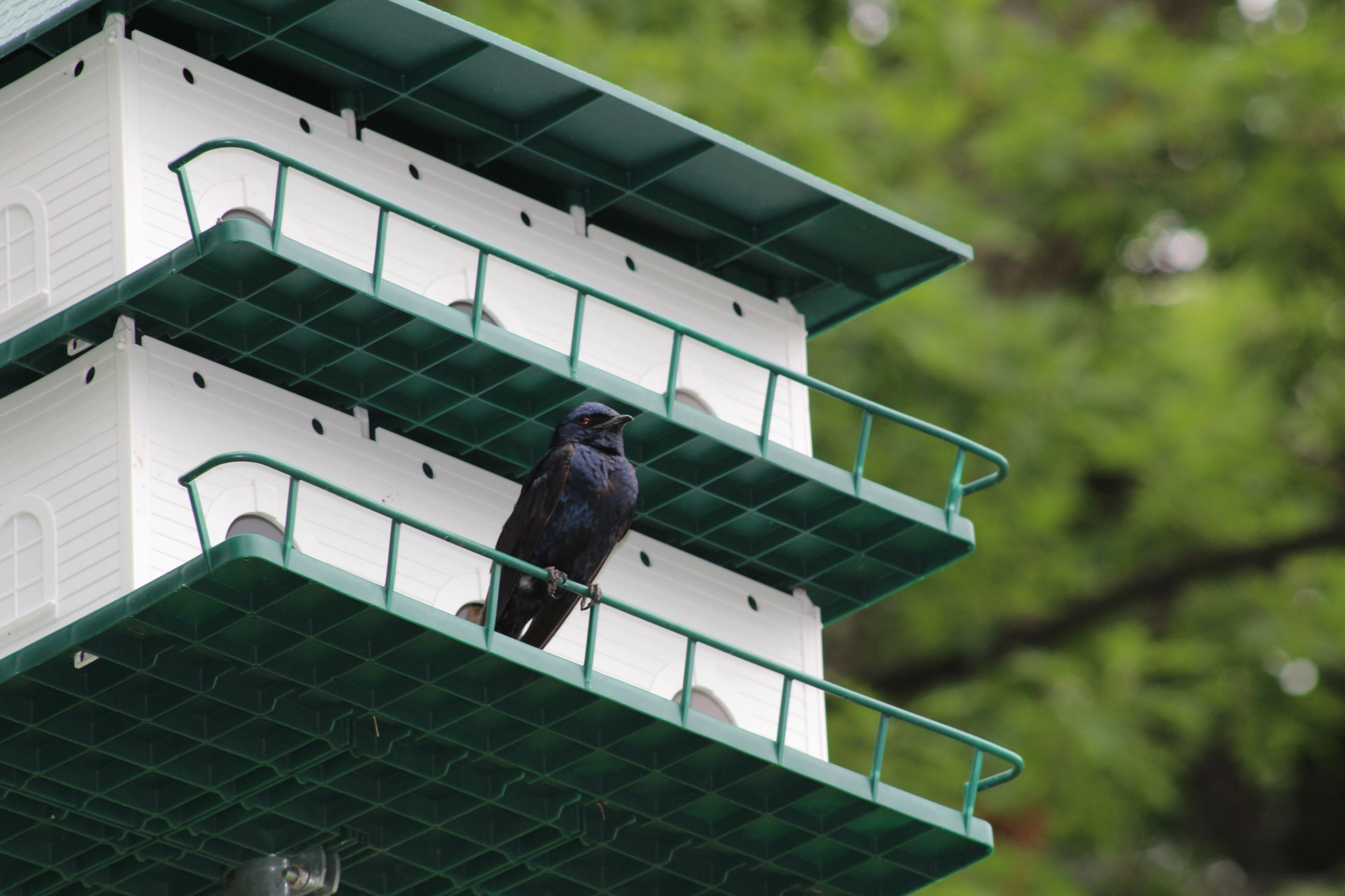 Photo of Purple Martin House at Park